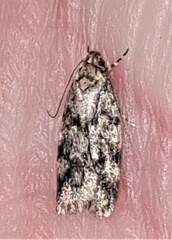 Barea codrella