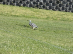 Egretta novaehollandiae novaehollandiae