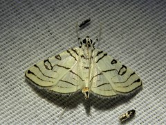 Conchylodes concinnalis