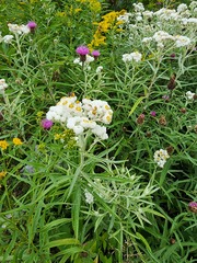 Anaphalis margaritacea