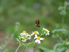 Macroglossum