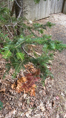 Abies balsamea