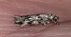 Barea codrella