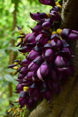 Mucuna sempervirens