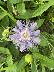 Passiflora incarnata