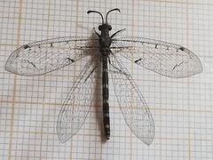 Neuroleon egenus