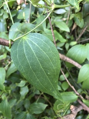 Clematis glycinoides