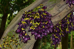 Mucuna sempervirens