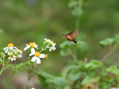 Macroglossum