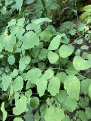 Thalictrum pubescens