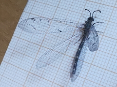 Neuroleon egenus