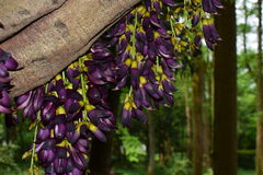 Mucuna sempervirens