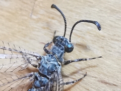 Neuroleon egenus