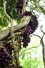 Mucuna sempervirens