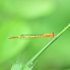 Agriocnemis pieris