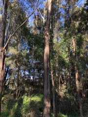Clematis glycinoides