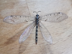 Neuroleon egenus