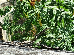 Podarcis muralis