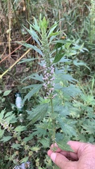 Leonurus glaucescens