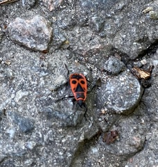 Pyrrhocoris apterus