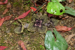 Asarum delavayi