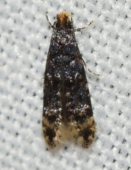 Tineidae