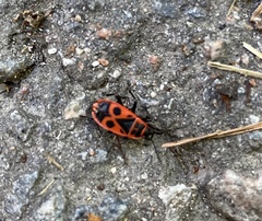 Pyrrhocoris apterus