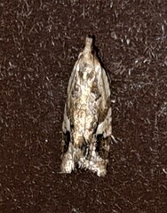 Euphona euphona