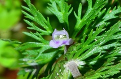 Limnophila trichophylla