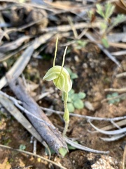 Pterostylis setulosa