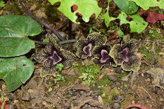 Asarum delavayi