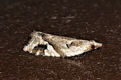 Euphona euphona