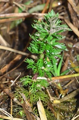 Limnophila trichophylla