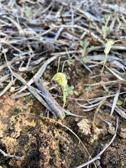 Pterostylis setulosa