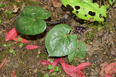Asarum delavayi