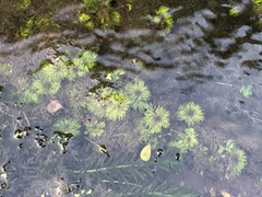 Limnophila trichophylla