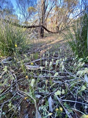 Pterostylis setulosa