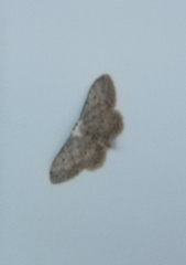 Idaea seriata