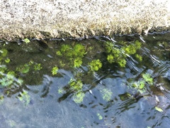 Limnophila trichophylla