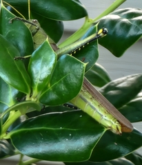 Schistocerca obscura