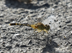 Diplacodes trivialis