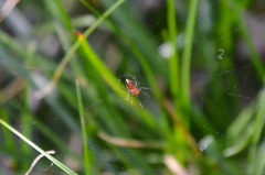 Alpaida gallardoi