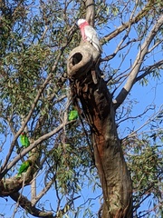 Eolophus roseicapilla