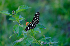 Heliconius charithonia