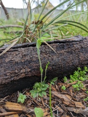 Pterostylis nana