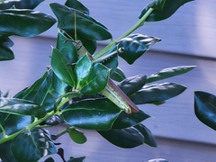 Schistocerca obscura