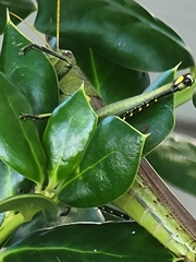 Schistocerca obscura