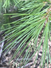Pinus lambertiana