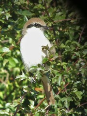 Lanius phoenicuroides