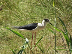 Himantopus himantopus